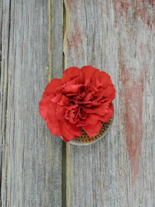 Don Pedro   Red Carnations